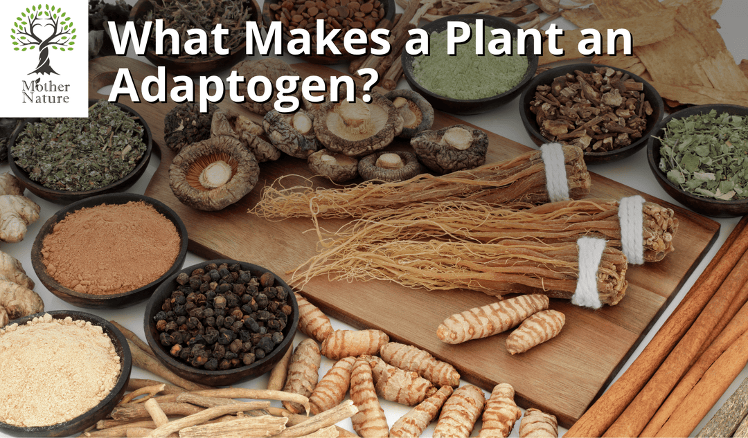 Adaptogens: The Ancient Herbs That Help Your Body Handle Stress, Fatigue and Burnout