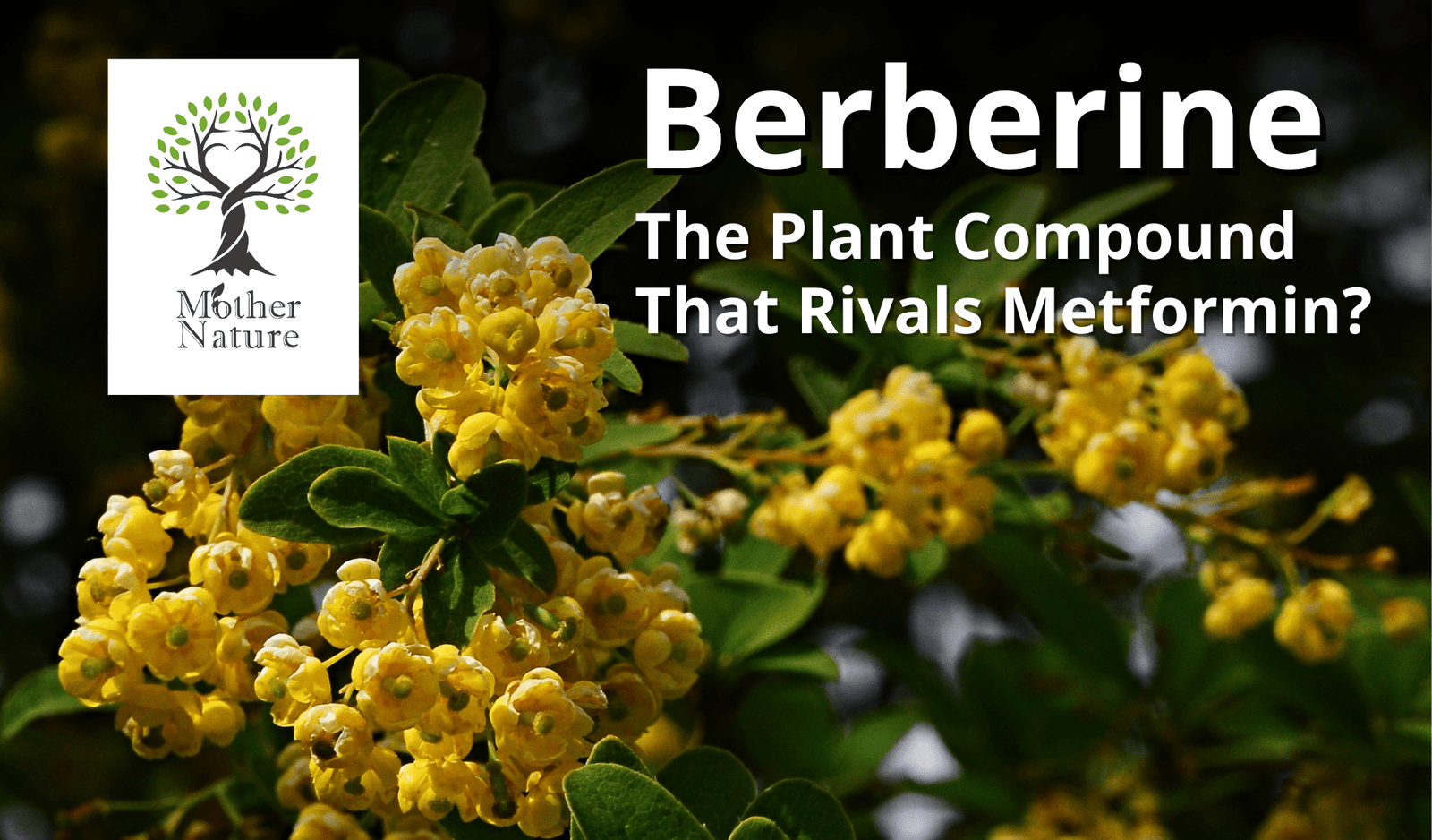 Berberine: The Plant Compound That Rivals Metformin? - MOTHER NATURE SUPPLEMENTS