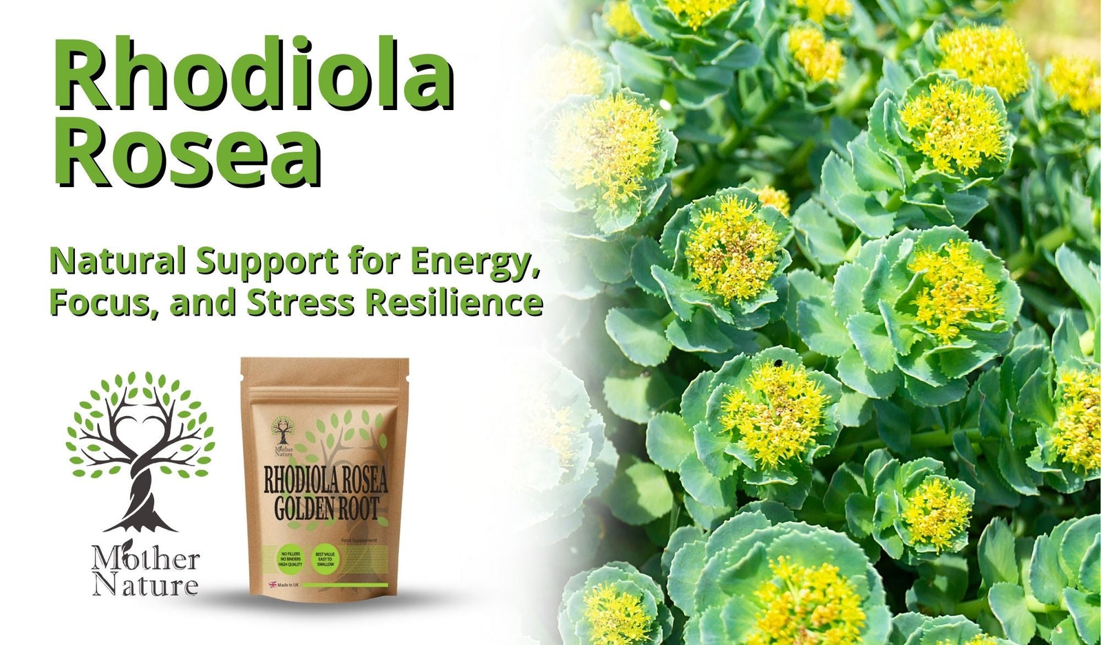 Rhodiola Rosea: Natural Support for Energy, Focus, and Stress Resilience - MOTHER NATURE SUPPLEMENTS