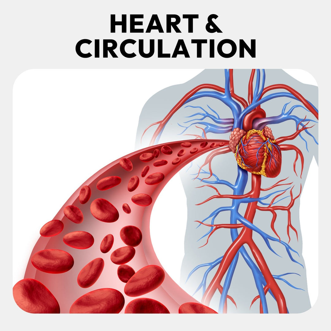 Omega - 3 Fish Oil 1000 mg – Softgel Supplement Capsules – 500mg EPA & 200mg DHA Blend – Mother Nature - MOTHER NATURE SUPPLEMENTSOmega - 3 Fish Oil 1000 mg – Softgel Supplement Capsules – 500mg EPA & 200mg DHA Blend – Mother NatureDiet Supplementss